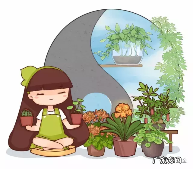 绿植摆放有讲究 家里客厅对着大门摆什么植物风水好