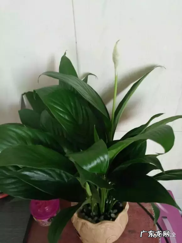 绿植摆放有讲究 家里客厅对着大门摆什么植物风水好