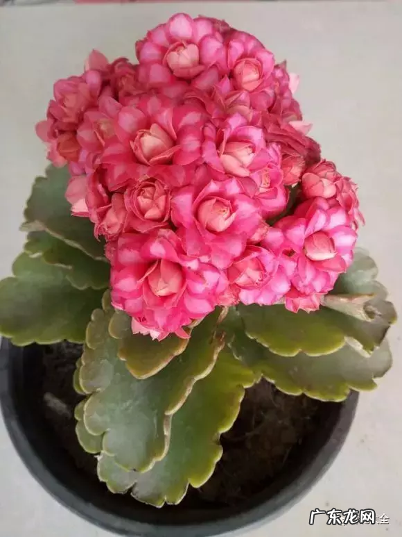 绿植摆放有讲究 家里客厅对着大门摆什么植物风水好