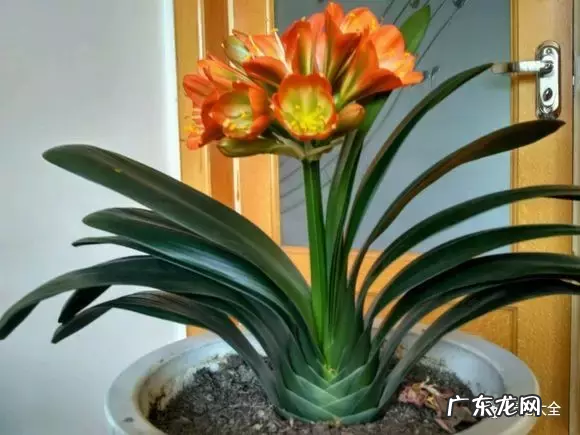 绿植摆放有讲究 家里客厅对着大门摆什么植物风水好