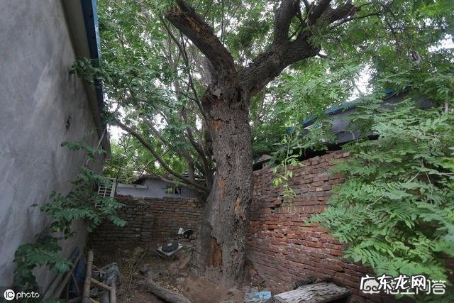 皂角树果实为什么这么贵?