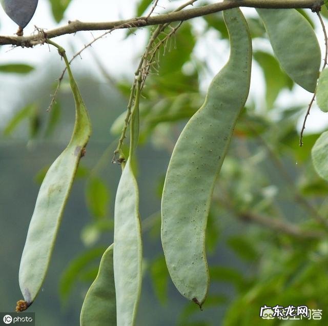 皂角树果实为什么这么贵？