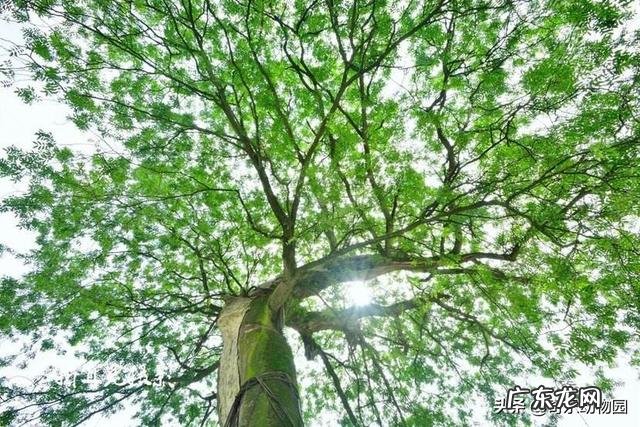 皂角树果实为什么这么贵?