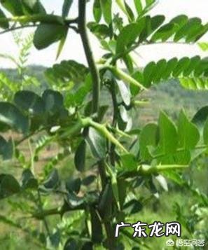 皂角树果实为什么这么贵？