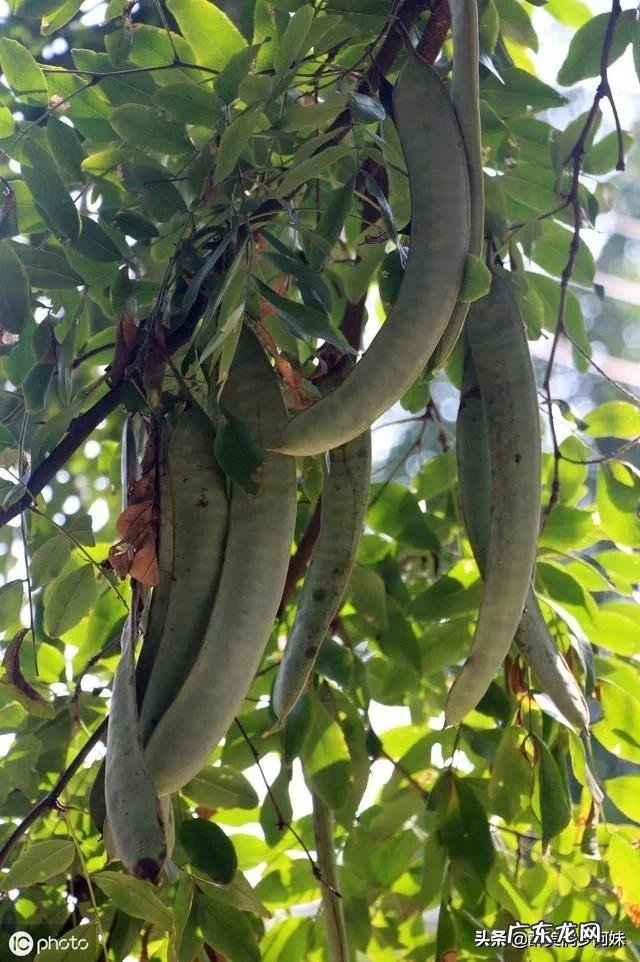 皂角树果实为什么这么贵?