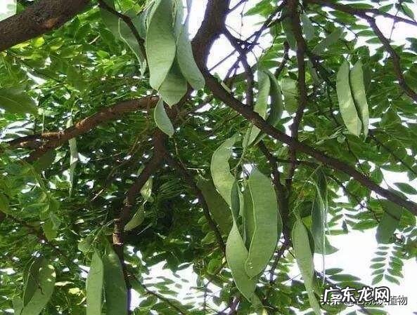 皂角树果实为什么这么贵?