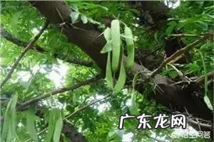 皂角树果实为什么这么贵？
