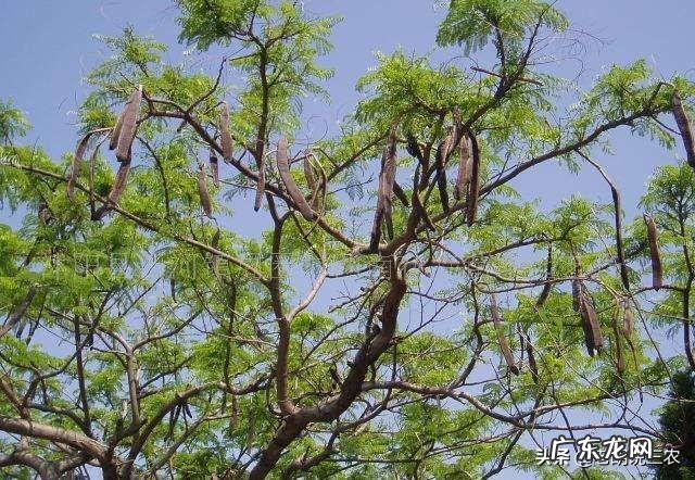 皂角树果实为什么这么贵?