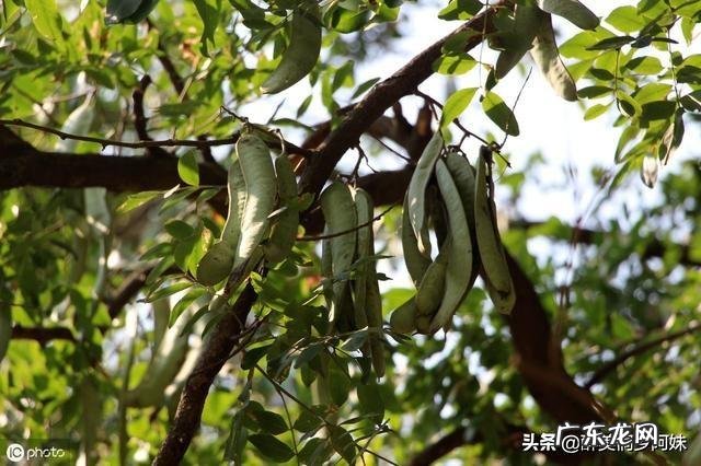 皂角树果实为什么这么贵?