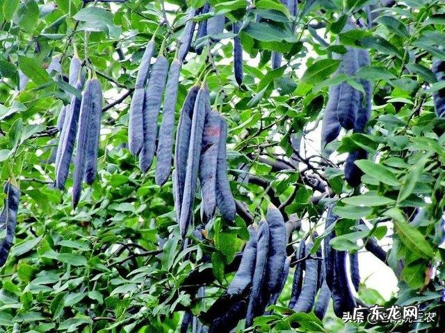 皂角树果实为什么这么贵?