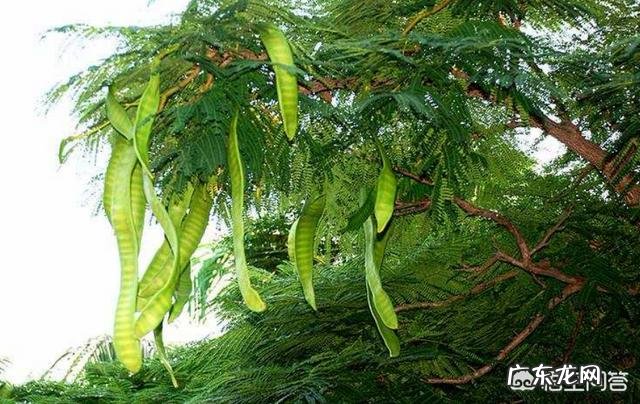 皂角树果实为什么这么贵?