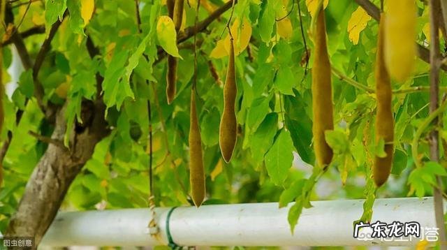 皂角树果实为什么这么贵？