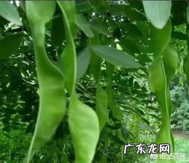 皂角树果实为什么这么贵？