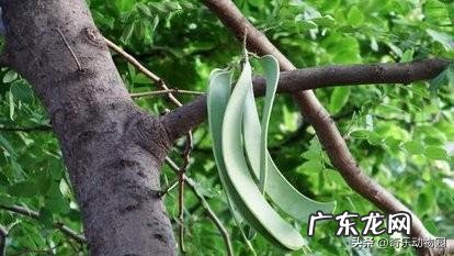 皂角树果实为什么这么贵?