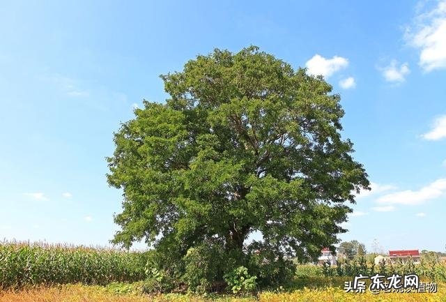 皂角树果实为什么这么贵?