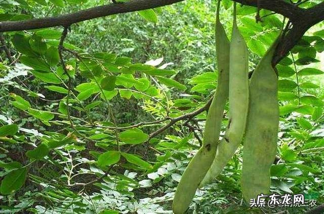 皂角树果实为什么这么贵?
