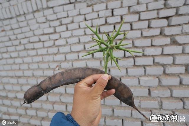 皂角树果实为什么这么贵?