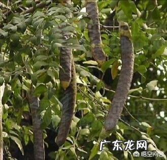 皂角树果实为什么这么贵？