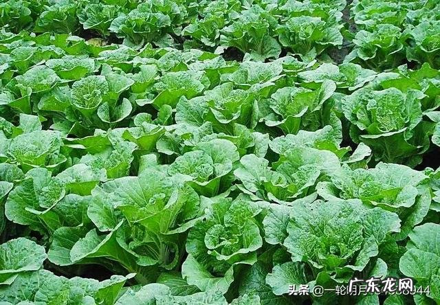 今年立秋几时几分,立秋农村有何习俗,立秋过后,天气还会炎热吗?