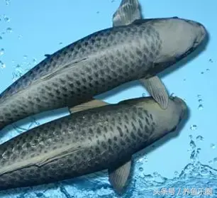 圆形门风水好吗 风水前圆后方什么意思