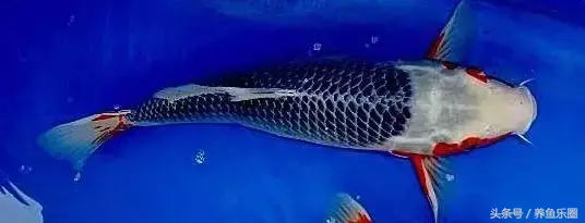 圆形门风水好吗 风水前圆后方什么意思