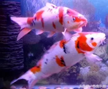 圆形门风水好吗 风水前圆后方什么意思