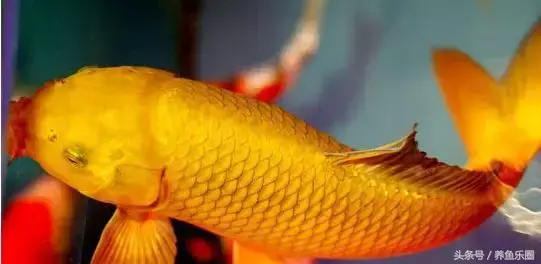 圆形门风水好吗 风水前圆后方什么意思