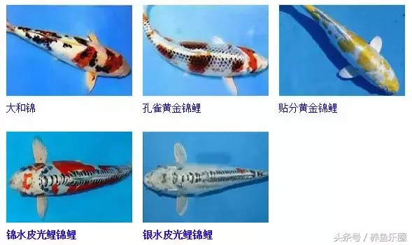 圆形门风水好吗 风水前圆后方什么意思