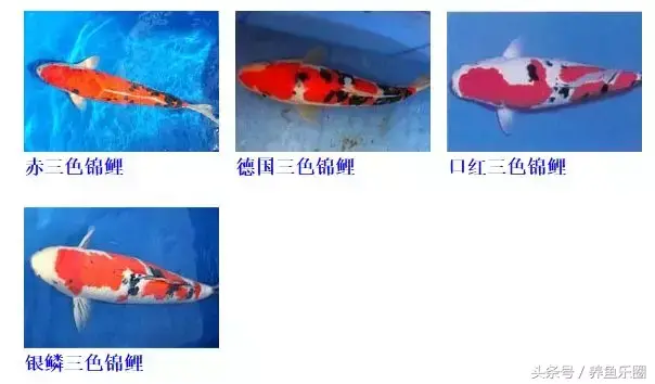 圆形门风水好吗 风水前圆后方什么意思