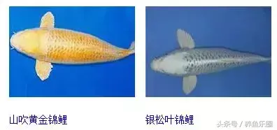 圆形门风水好吗 风水前圆后方什么意思