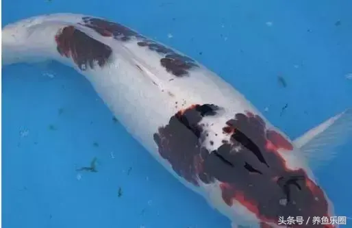 圆形门风水好吗 风水前圆后方什么意思