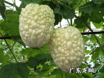 农村开什么店吸引人 农业好项目