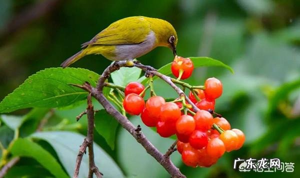 樱桃有什么营养价值?