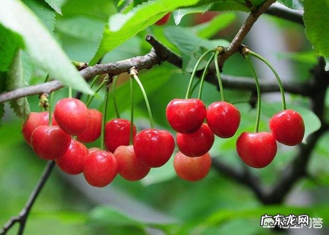 樱桃有什么营养价值？