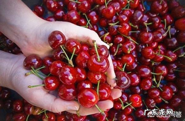 樱桃有什么营养价值?