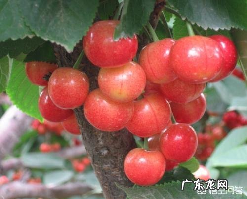 樱桃有什么营养价值？