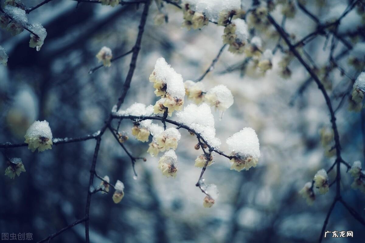 家门口种桑树真的不好吗 院子里种桑树风水好吗?