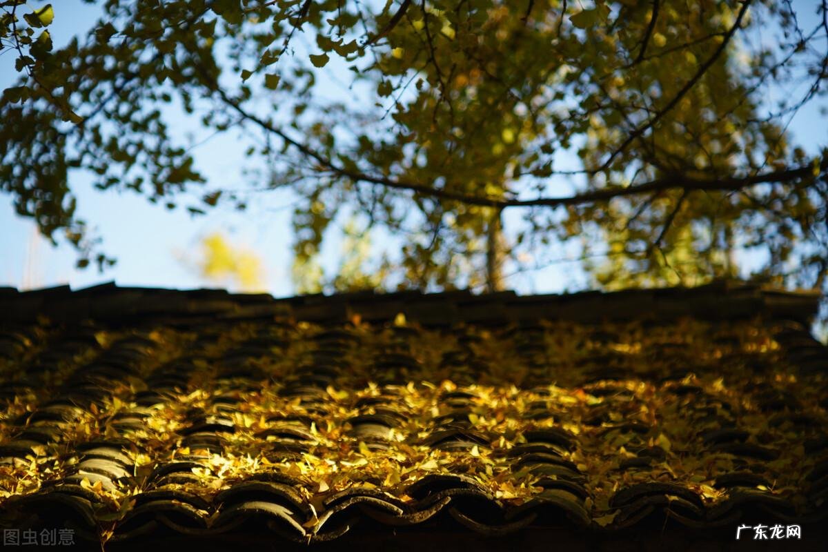 家门口种桑树真的不好吗 院子里种桑树风水好吗?