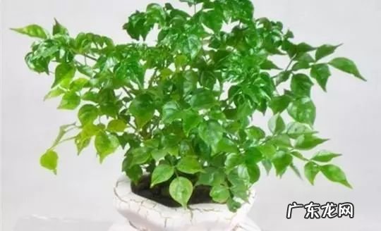 过年这八种植物养在家里 龙树能放家里客厅养对风水好吗