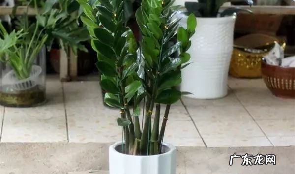 过年这八种植物养在家里 龙树能放家里客厅养对风水好吗