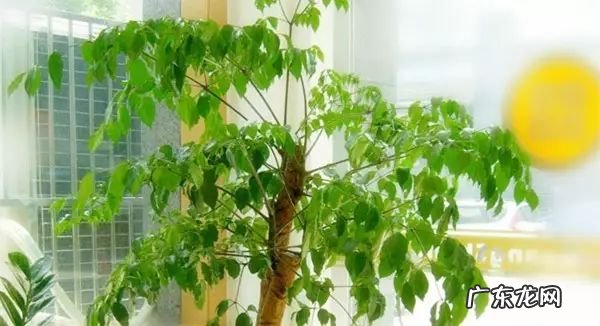 过年这八种植物养在家里 龙树能放家里客厅养对风水好吗