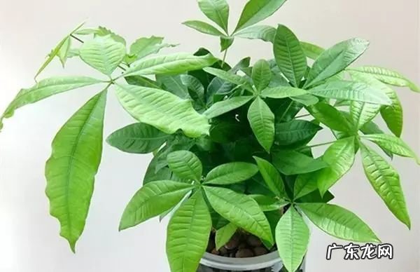 过年这八种植物养在家里 龙树能放家里客厅养对风水好吗