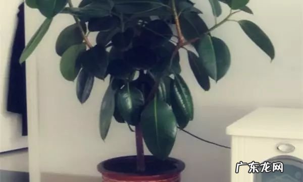 过年这八种植物养在家里 龙树能放家里客厅养对风水好吗