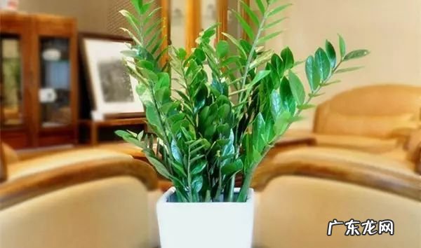 过年这八种植物养在家里 龙树能放家里客厅养对风水好吗