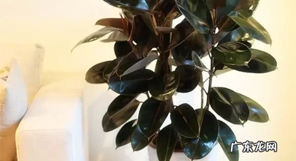 过年这八种植物养在家里 龙树能放家里客厅养对风水好吗