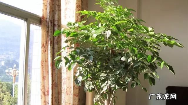 过年这八种植物养在家里 龙树能放家里客厅养对风水好吗