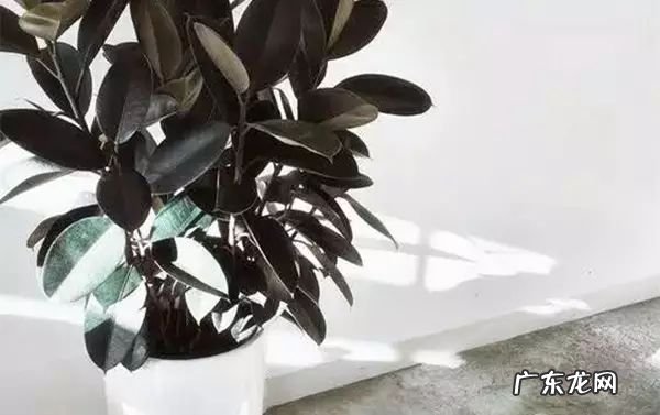 过年这八种植物养在家里 龙树能放家里客厅养对风水好吗