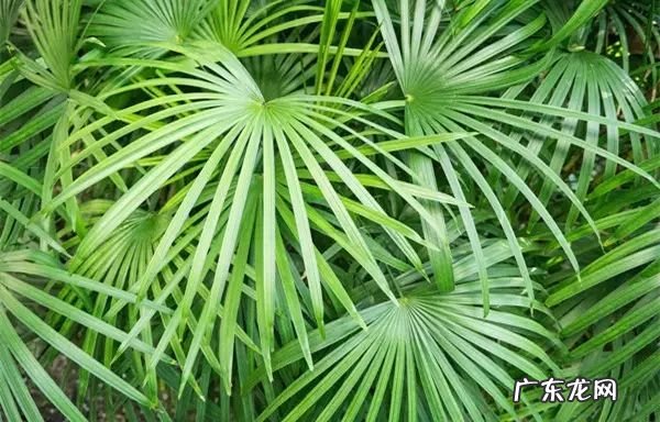 过年这八种植物养在家里 龙树能放家里客厅养对风水好吗