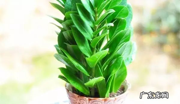 过年这八种植物养在家里 龙树能放家里客厅养对风水好吗