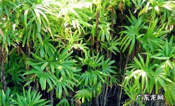 过年这八种植物养在家里 龙树能放家里客厅养对风水好吗